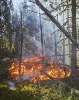 “California Burning”, the wildest fire season is coming up