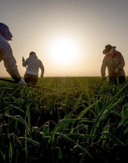 We Feed America: Recognizing Latino field workers for their impact on food production