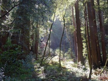 Protect forests from aggressive logging