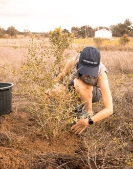 Planting trees. What’s the magic number? 31.4 million