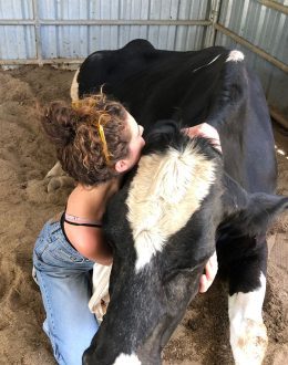 Indian government asks people to hug cows on Valentine’s Day