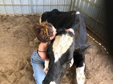 Indian government asks people to hug cows on Valentine’s Day