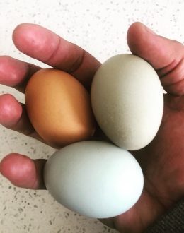 Finally the price of eggs begins to decline… but the avian flu remains