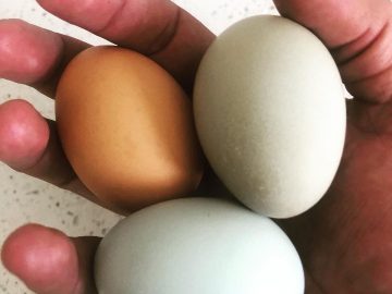 Finally the price of eggs begins to decline… but the avian flu remains