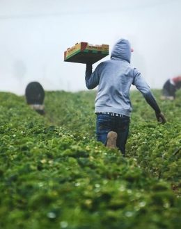 Could virtual alerts reduce pesticide hazards in California fields?