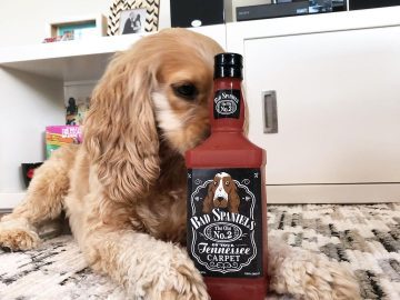 Jack Daniel’s tells its brand is harmed by dog toy Bad Spaniels
