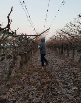 Problems with the rain? Check out the farmworkers in California