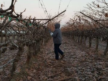 Problems with the rain? Check out the farmworkers in California