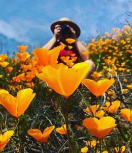 Where you can see California’s wildflower super bloom