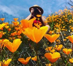 Where you can see California’s wildflower super bloom