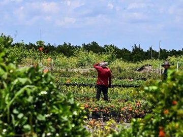 Loneliness is a biological phenomenon with consequences; affects undocumented immigrants