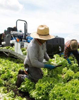 Rising Global Heat Threatens Farmers: Climate Change’s Deadly Impact
