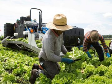 Rising Global Heat Threatens Farmers: Climate Change’s Deadly Impact