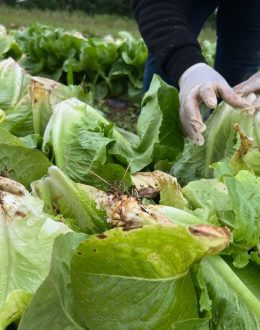 Extreme heat takes toll on Latino workers’ physical and mental health