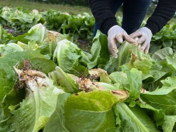 Extreme heat takes toll on Latino workers’ physical and mental health
