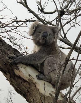 Earth’s sixth mass extinction is underway; animal species are going extinct at rates 35 times faster than the historical norm