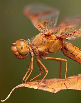 Could ants’ nests hold the secret to reducing traffic congestion on the 405 Freeway?