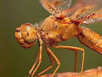 Could ants’ nests hold the secret to reducing traffic congestion on the 405 Freeway?