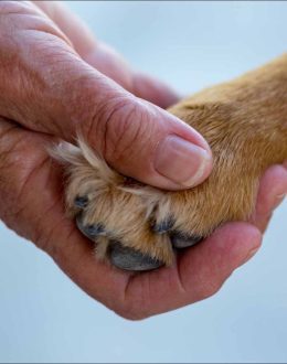 Canine Companions: How Owning a Dog May Prevent Dementia in Seniors