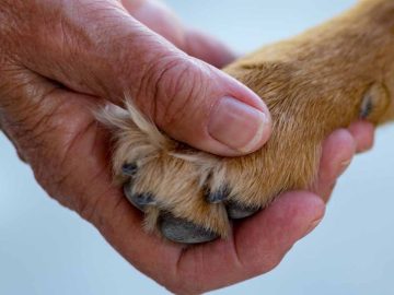 Canine Companions: How Owning a Dog May Prevent Dementia in Seniors
