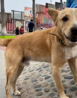 The ‘American dream’ of Oso, the migrant dog, ends, he is ‘deported’ to Mexico