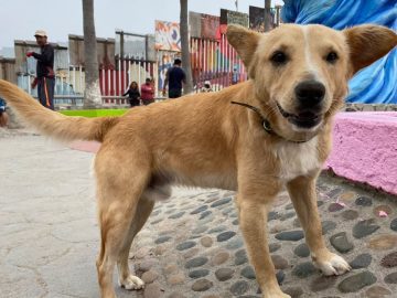 The ‘American dream’ of Oso, the migrant dog, ends, he is ‘deported’ to Mexico