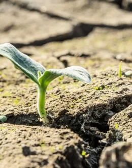 How to save plants from climate change?