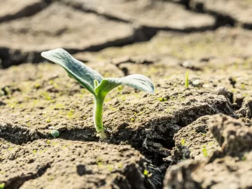 How to save plants from climate change?