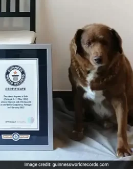 World’s oldest dog ever dies in Portugal, aged 31