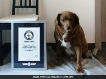 World’s oldest dog ever dies in Portugal, aged 31