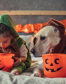 Humans aren’t unique in our weird attraction to being terrified