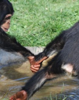 Sharing, cooperation, conflict resolution and aversion to inequity, makes mammals a more just community