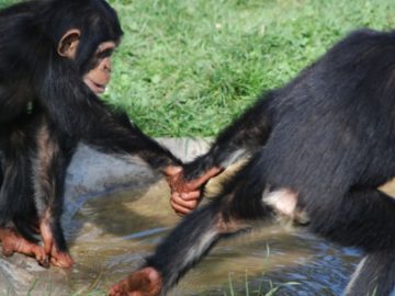 Sharing, cooperation, conflict resolution and aversion to inequity, makes mammals a more just community