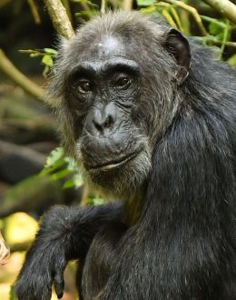 UCLA researcher finds first proof of menopause in wild chimpanzees