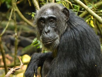 UCLA researcher finds first proof of menopause in wild chimpanzees