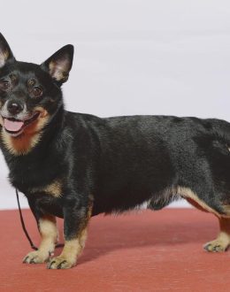 All dogs go to heaven