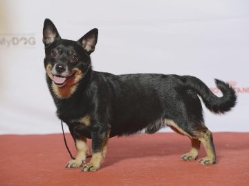 All dogs go to heaven