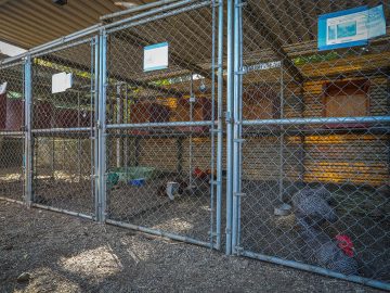 Councilmember Hernandez Introduces Legislation to Halt Issuance of Breeding Permits, Calls Special Meeting To Address Crisis in Animal Shelters