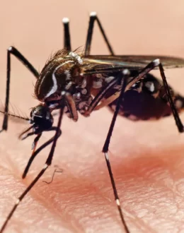 Another war in Los Angeles: Mosquito vs Mosquito