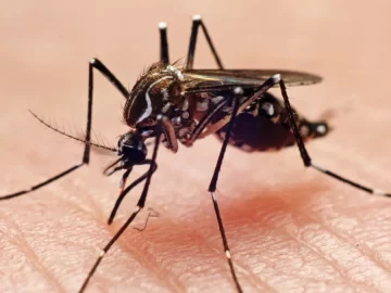 Another war in Los Angeles: Mosquito vs Mosquito