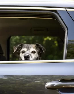 What are the new requirements for crossing the US border from Mexico with a dog?