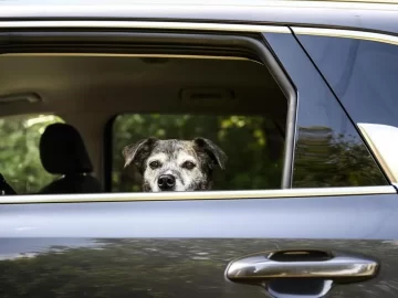 What are the new requirements for crossing the US border from Mexico with a dog?