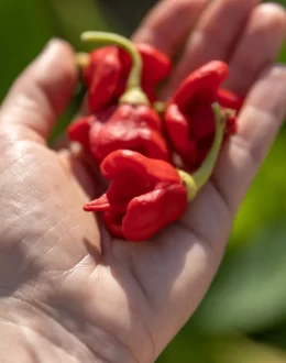 The psychology behind liking spicy food and pain