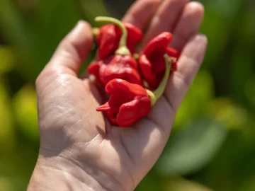The psychology behind liking spicy food and pain