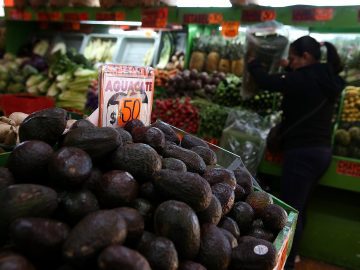 Pressure on avocados: California upset over US decision to hand over pest inspections to Mexico