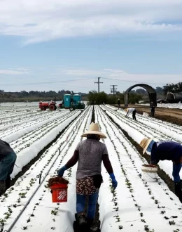 A majority of voters say that undocumented immigrants primarily fill jobs that Americans don’t want