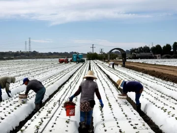 A majority of voters say that undocumented immigrants primarily fill jobs that Americans don’t want