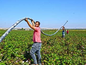 Uncertainty about the economic effect of the Mass Deportations