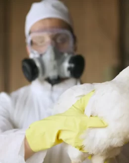 California on State of Emergency. How Serious is Bird Flu Virus?