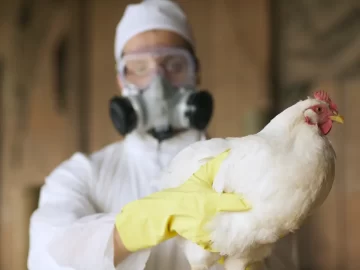 California on State of Emergency. How Serious is Bird Flu Virus?